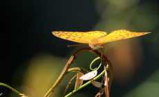 福建新記錄！琺蛺蝶首次現(xiàn)身福建永安