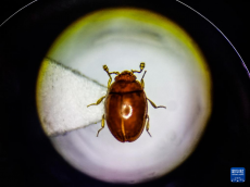 廣東在城市濕地發(fā)現(xiàn)昆蟲新物種海珠微瓢蟲