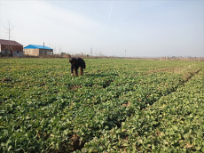 安徽廬江縣郭河鎮(zhèn)：油菜管護(hù)忙?科技助增收