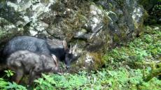 貴州監(jiān)測(cè)記錄到近300種陸生野生動(dòng)物影像