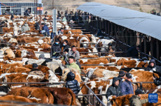 內蒙古通遼：早春牛市交易忙