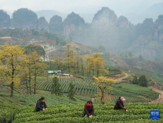 浙江新昌：大佛龍井開采