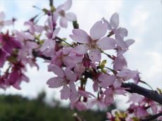 組圖｜衡陽(yáng)市珠暉區(qū)：云鷲峰下櫻花開 賞花游客紛至來