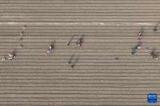 河北豐南：春暖農(nóng)事忙