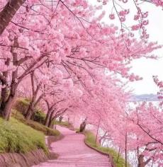 邵東官橋村千畝櫻花林迎來春游賞花熱潮