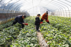 衡陽市珠暉區(qū)：春日踏青摘草莓 一起體驗(yàn)好時(shí)光