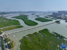 福建泉州：古橋紅樹共潮生