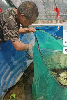 綏寧縣黃土礦鎮(zhèn)：返鄉(xiāng)藝人養(yǎng)泥蛙繪就振興路