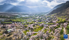 西藏林芝：雪域桃源春意濃