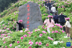 重慶墊江：牡丹開出“幸?；ā? /></a>
                                <div   id=