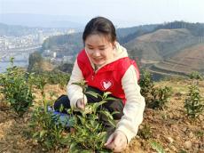 貴州錦屏三江鎮(zhèn)：茶園迎來(lái)首年采摘季?群眾實(shí)現(xiàn)家門口務(wù)工