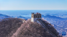 春到長城 山花綻放