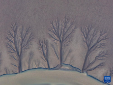 鹽城：潮汐孕育的“濕地綠城”