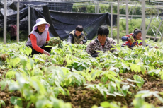 衡陽(yáng)縣庫(kù)宗橋鎮(zhèn)：“龍頭引領(lǐng)”為林下經(jīng)濟(jì)再添新活力