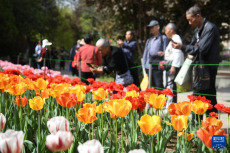 美麗中國丨花滿長安
