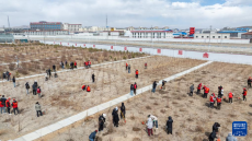 西藏那曲：昔日“無(wú)樹(shù)之城”春天植樹(shù)忙