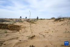 庫布其沙漠治沙忙