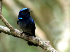 碩果累累！福建天寶巖十年新添68種鳥類新記錄種