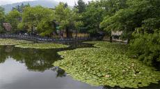 安徽銅陵：睡蓮花開 驚艷游客