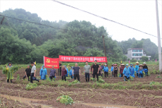 湖南攸縣下灣村：一根煙薯苗 育成大產(chǎn)業(yè)