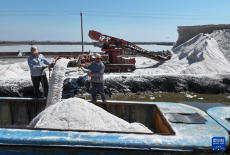 河北曹妃甸：春鹽收獲忙