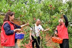 湖南金石橋鎮(zhèn)：“黨建+產(chǎn)業(yè)鏈”油桃結(jié)出“幸福果”