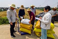 安徽廬江：科技賦能 小麥豐產(chǎn)