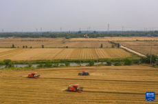 浙江長(zhǎng)興：萬(wàn)畝小麥迎豐收