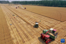 麥田機收大“比武” 減損節(jié)糧助增收