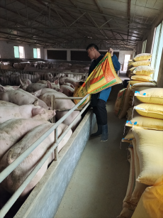 綏寧縣黃土礦鎮(zhèn)：產(chǎn)業(yè)“三司令”?激活鄉(xiāng)村振興“畜”能量