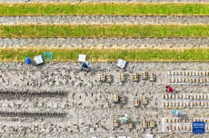 初夏時節(jié)插秧忙