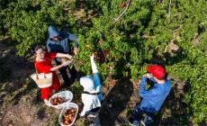 安徽廬江：盛夏來臨 黃桃飄香