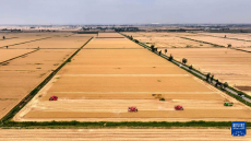 山東嘉祥：夏收夏種忙