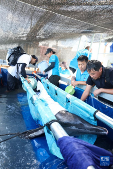 海南三亞：糙齒海豚被成功放歸大海