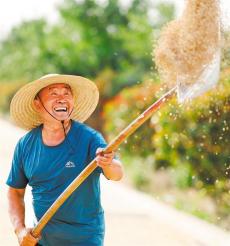 麥?zhǔn)諘r節(jié)