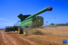 山東青島小麥?zhǔn)斋@作業(yè)全面展開(kāi)