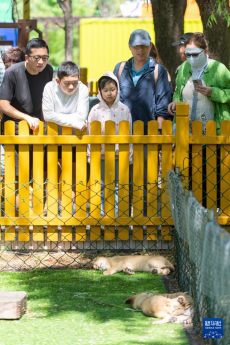 黑龍江：獅虎進(jìn)入繁殖高峰期