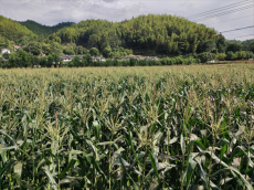 福建永安：畬鄉(xiāng)“黃金”夢(mèng)?甜蜜振興路