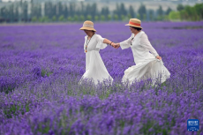 新疆霍城：以花為媒促發(fā)展