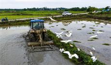 安徽廬江：有機(jī)稻米源于生態(tài)