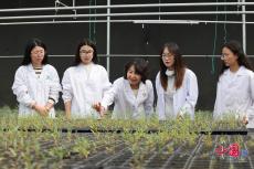 “胡楊公主”李志軍 讓“沙漠衛(wèi)士”快速成長(zhǎng)