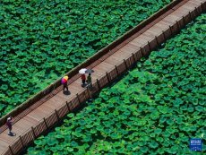 玄武湖畔賞荷樂