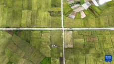 廣西欽州：早稻收獲忙