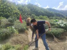 安徽休寧縣流口鎮(zhèn)：黨旗飄揚(yáng)映山村 黨群同心繪新景