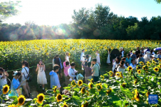 盛夏里的向日葵