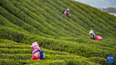 貴州：和美發(fā)展 逐綠“黔”行