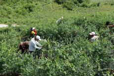 赫章大灣子村藍莓：土著益生菌酵素助力增產(chǎn)超兩成