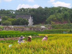 岳屏鎮(zhèn)山林村：稻谷收割正當(dāng)時(shí)，農(nóng)忙繪就振興景