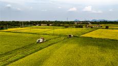 安徽廬江：52.5萬畝早稻開鐮收割?