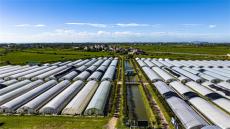 安徽廬江：設(shè)施農(nóng)業(yè)促增收